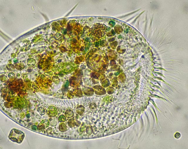 ANCORA EUPLOTES